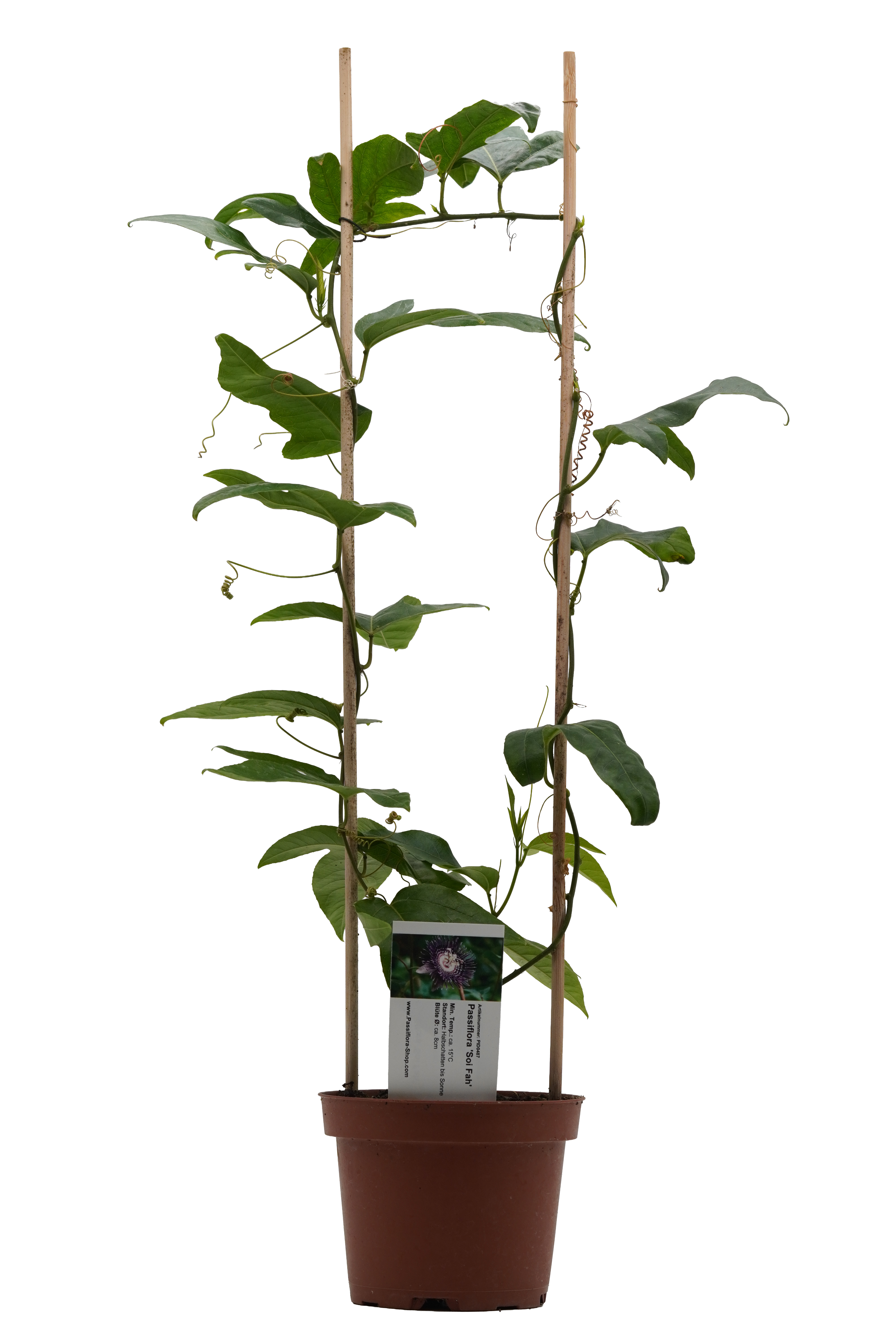 Passiflora 'Soi Fah'