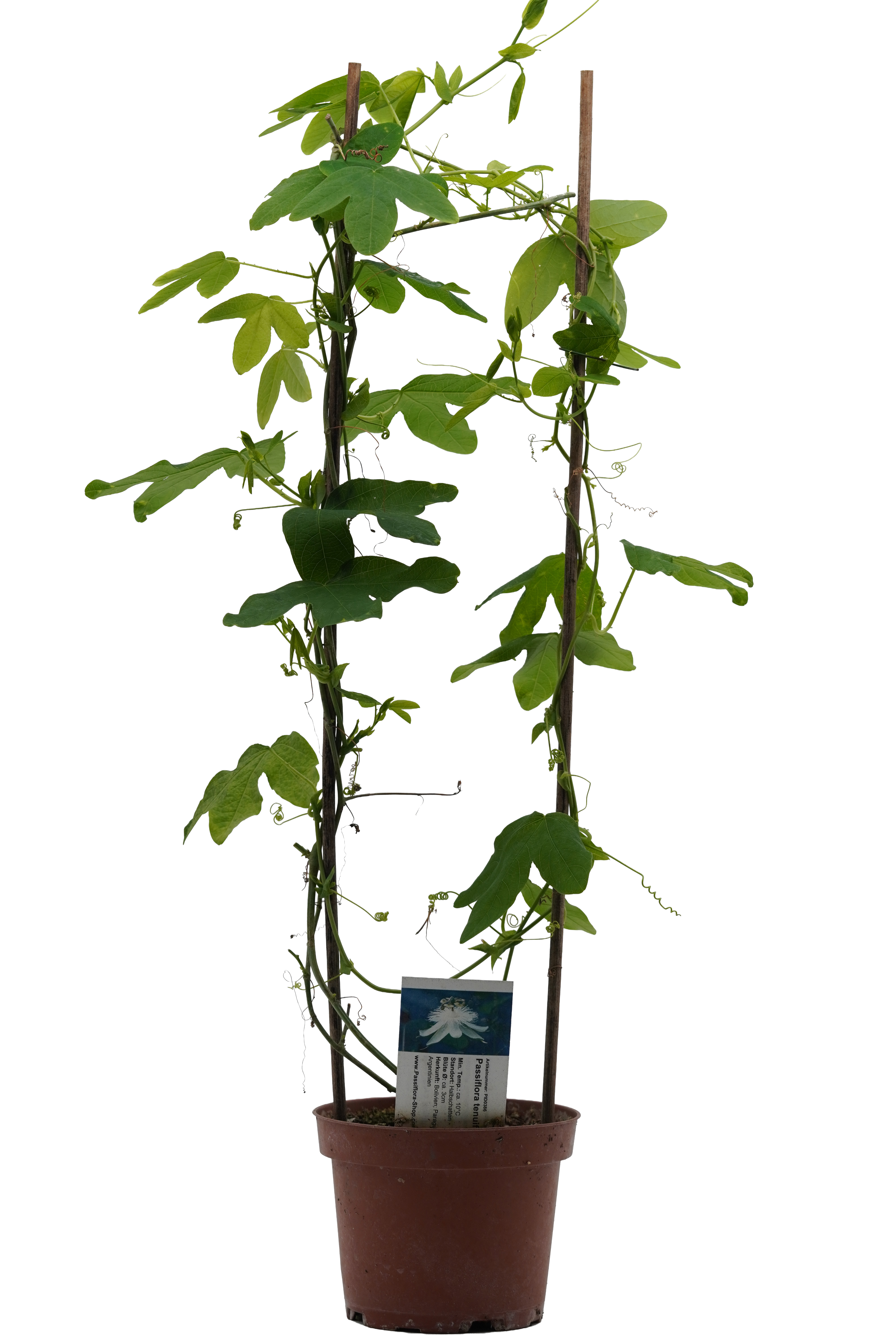 Passiflora tenuifila Alba