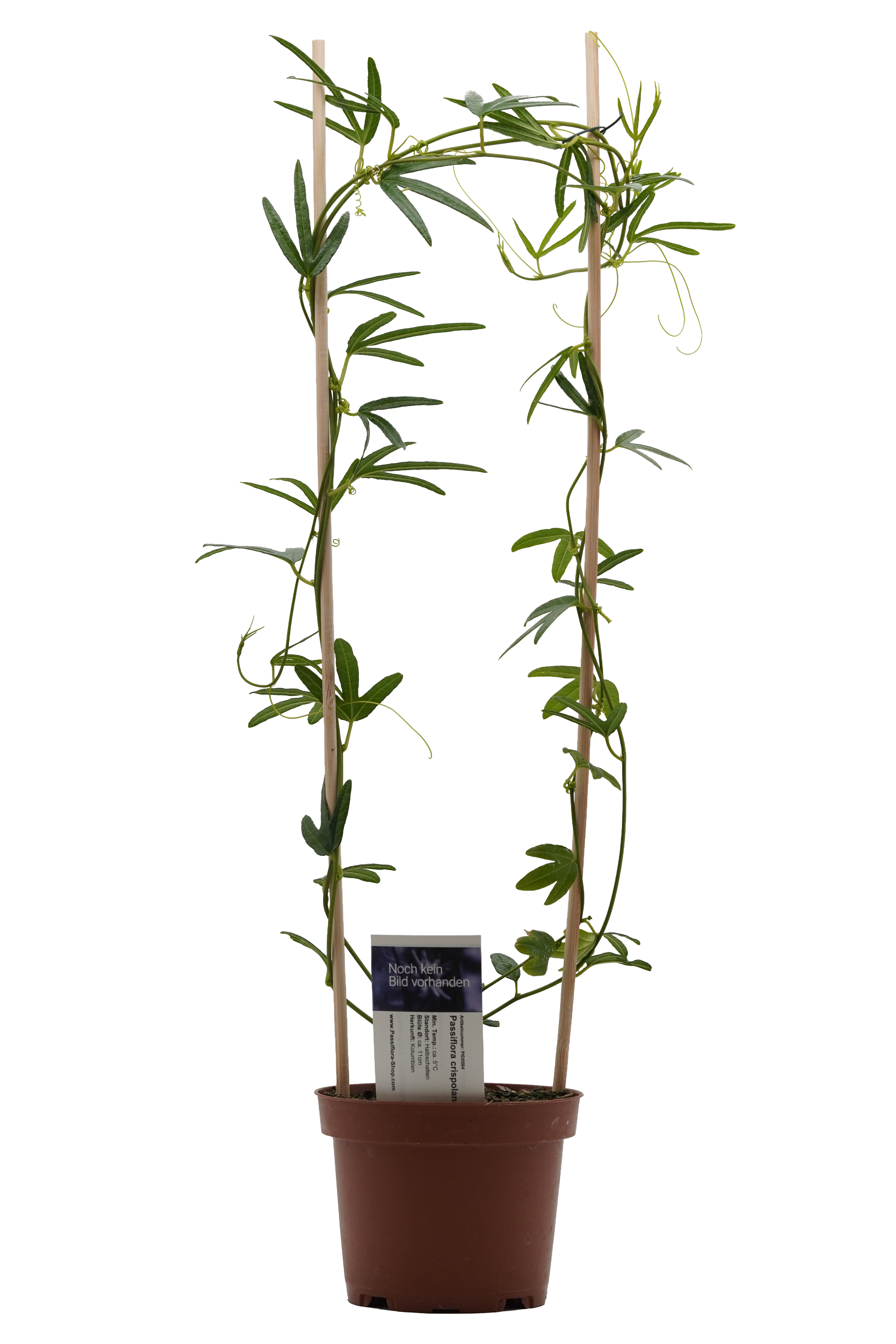 Passiflora crispolanata