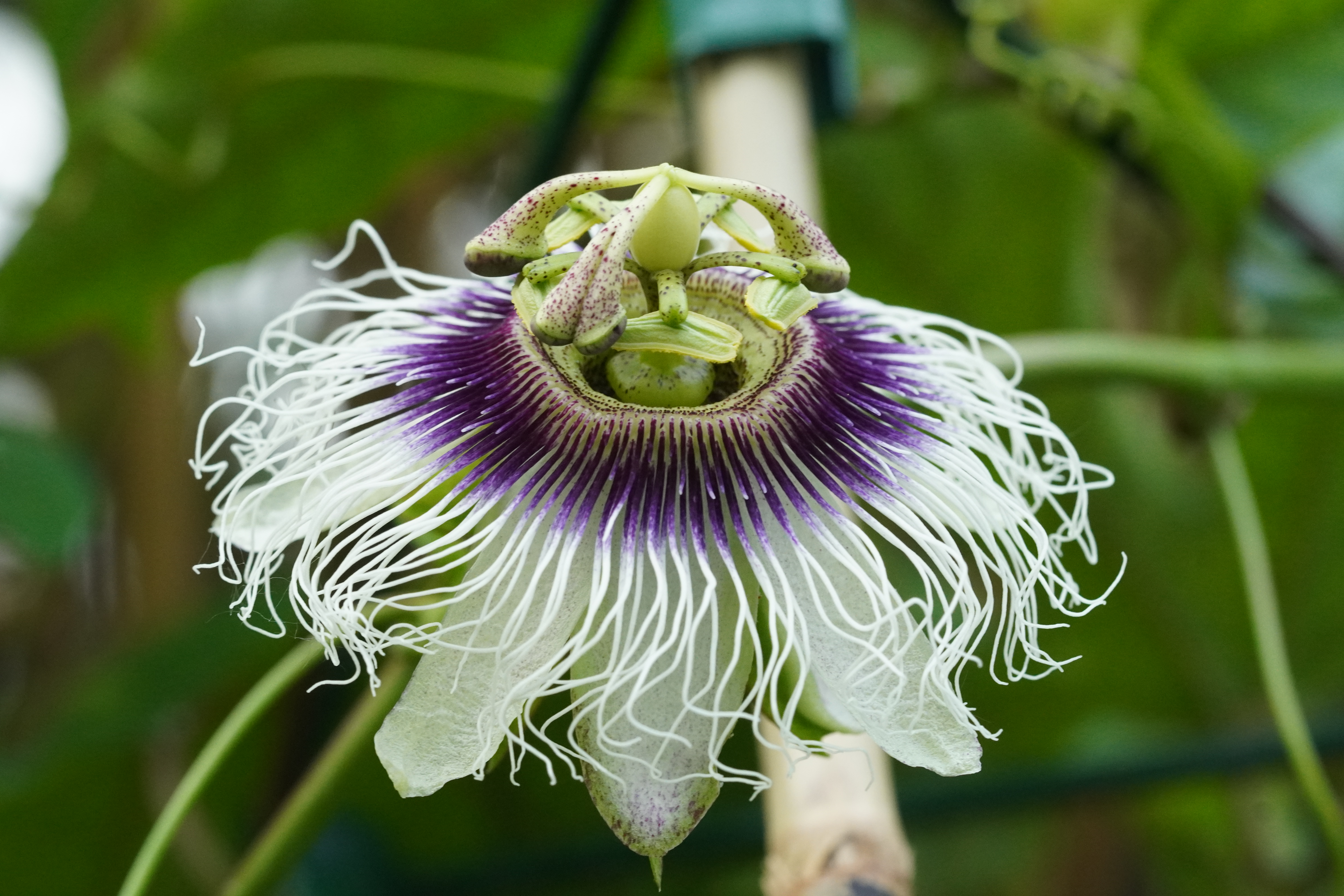 Passiflora edulis 'Lacey'
