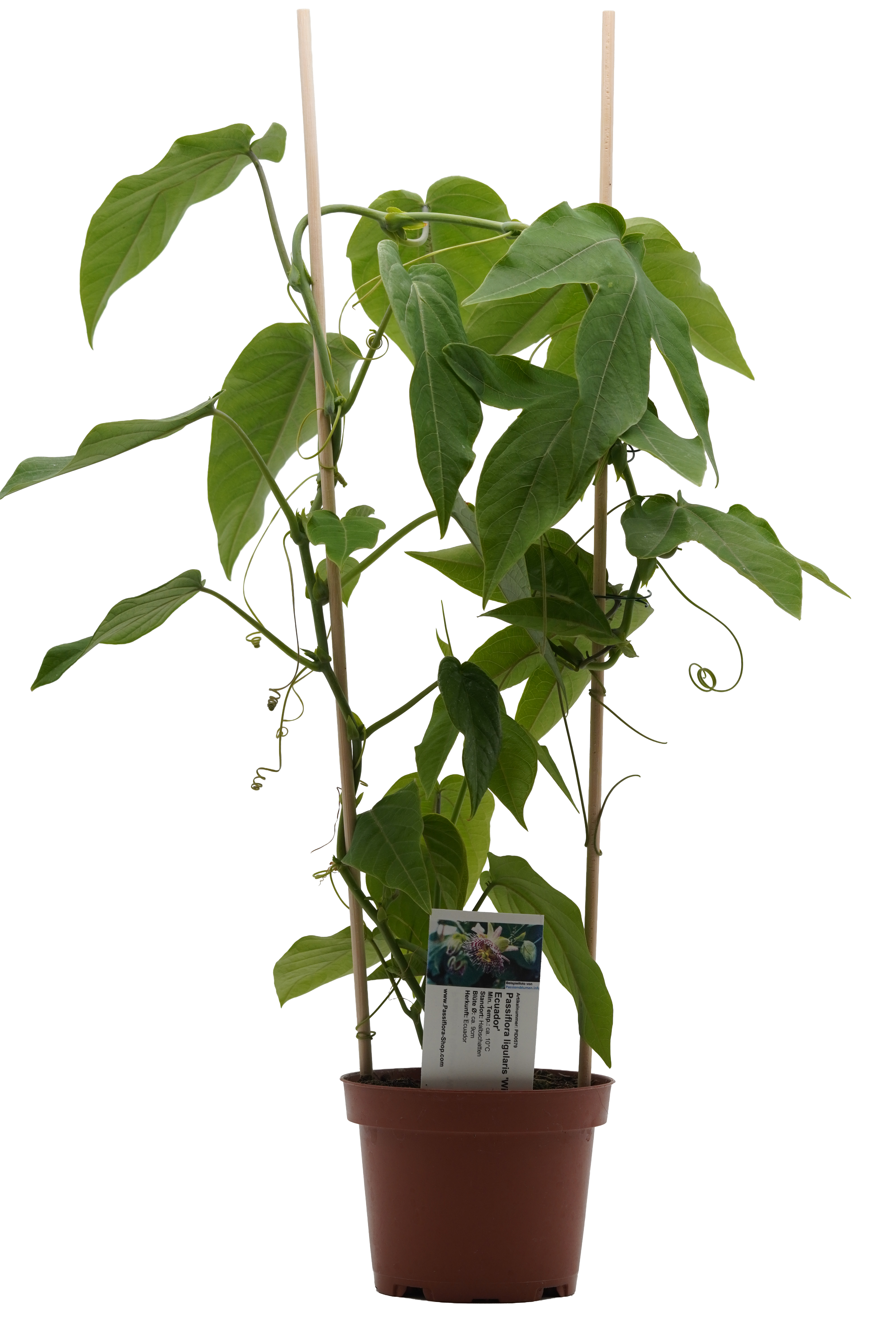 Passiflora ligularis 'Wild Ecuador'