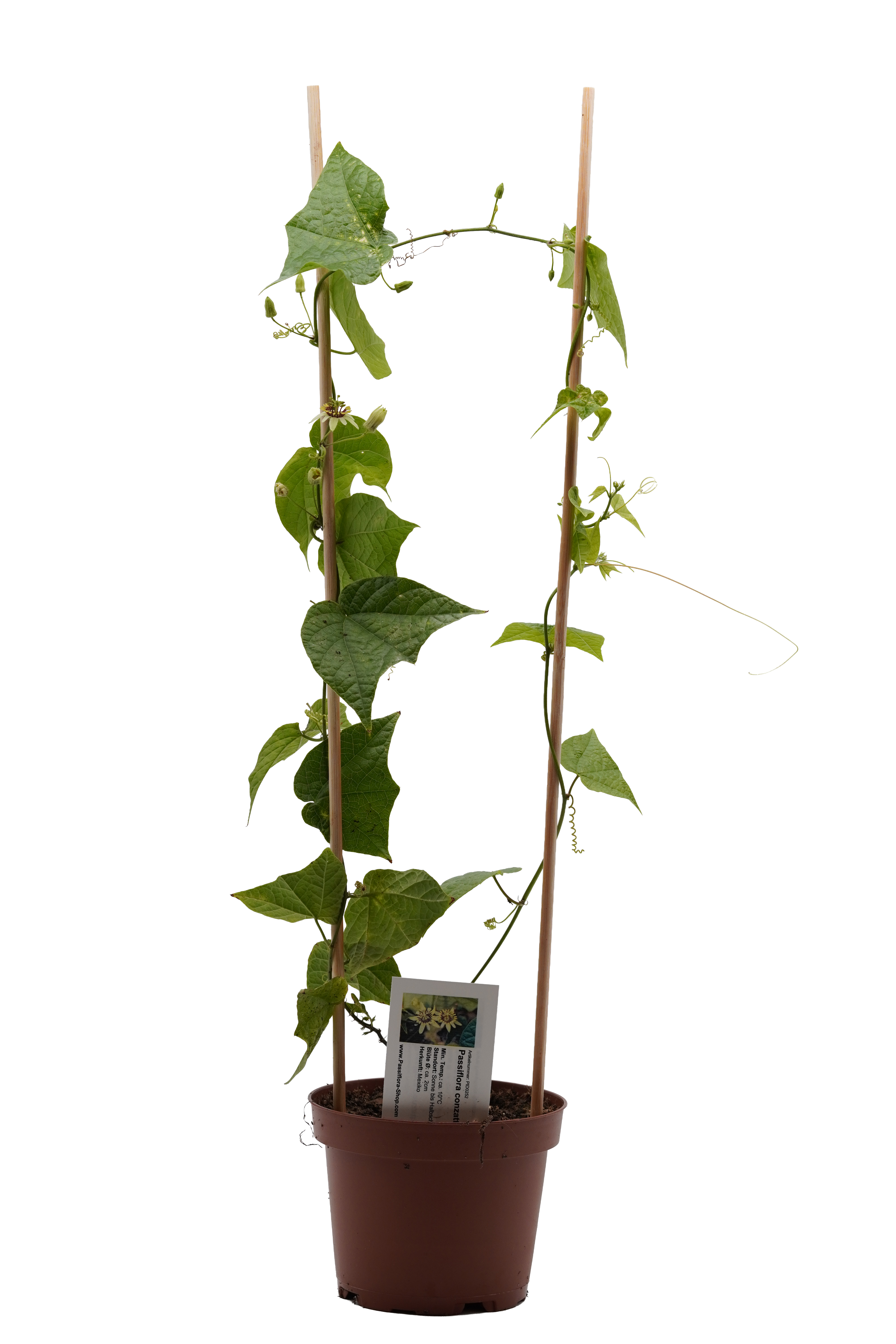 Passiflora conzattiana