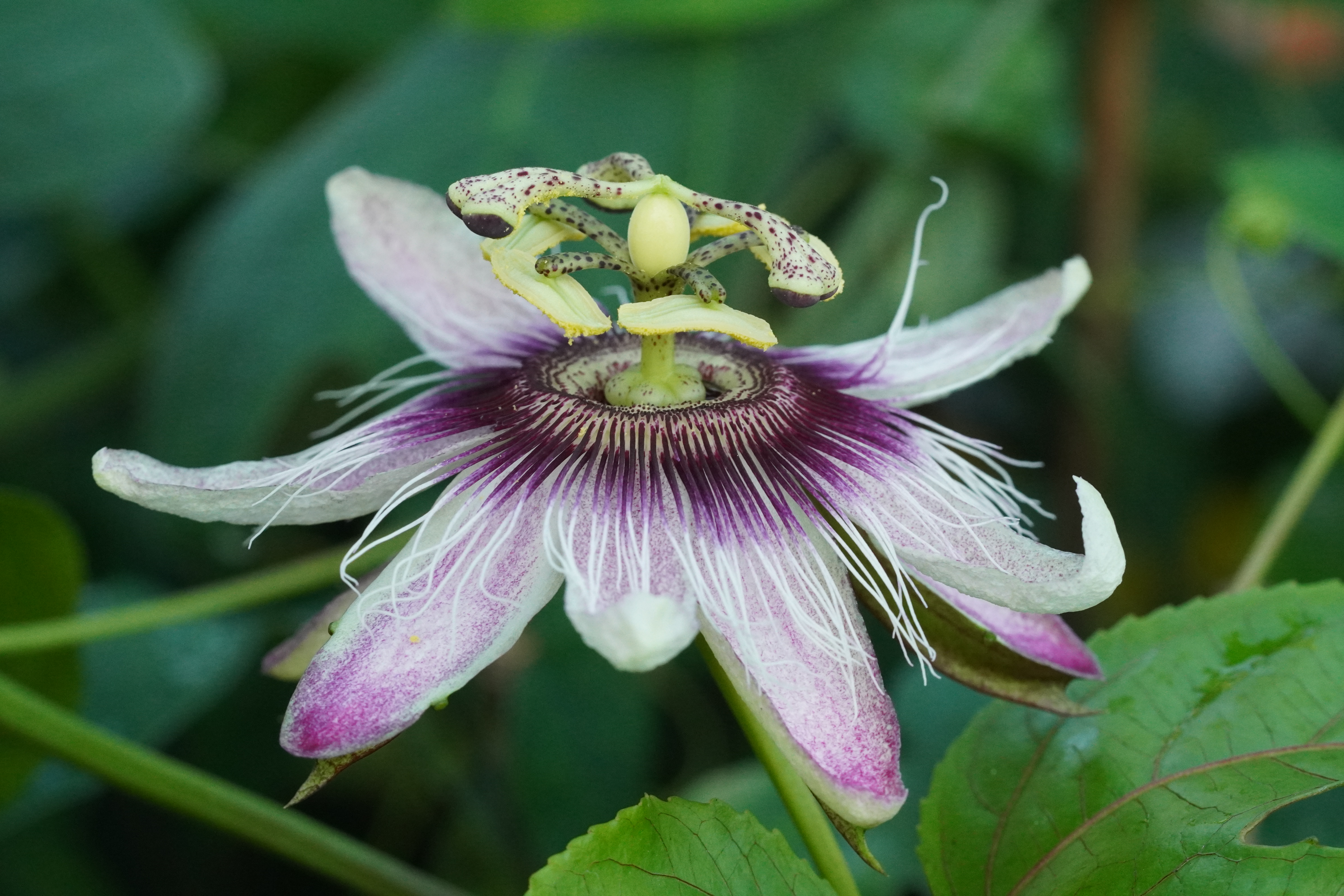Passiflora edulis "x colvillii"