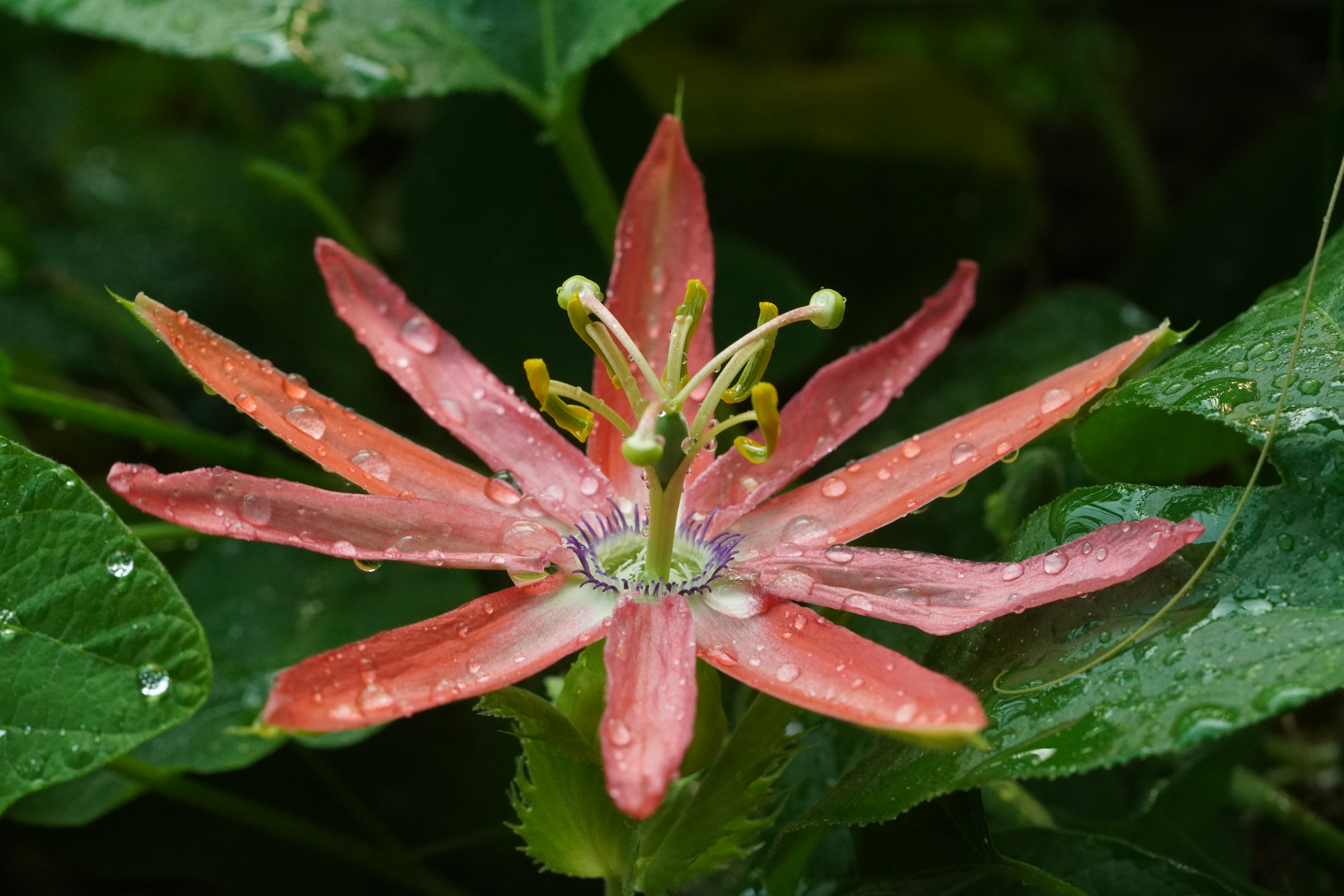 Passiflora 'Mantris'